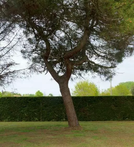 Natura