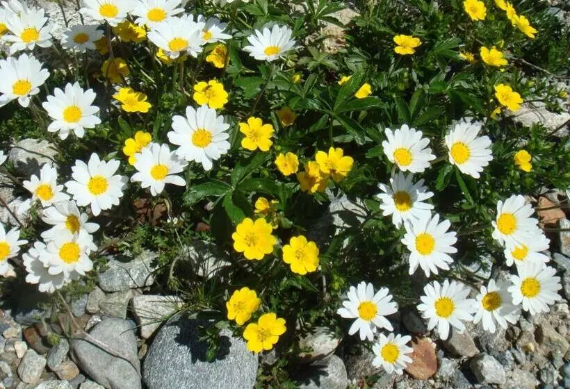 Hotelli Montjola Nova