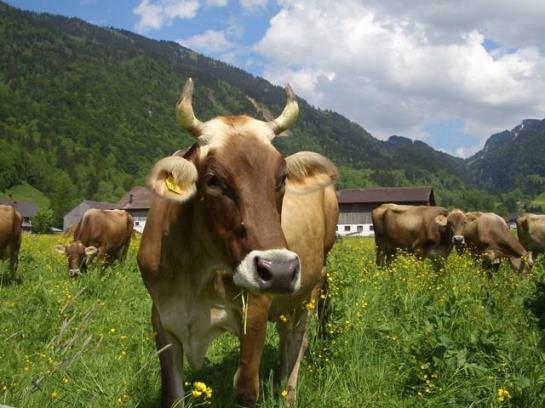 ベッドアンドブレックファースト Pension Rössle