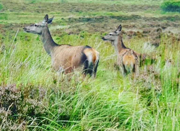 Deer Green Place