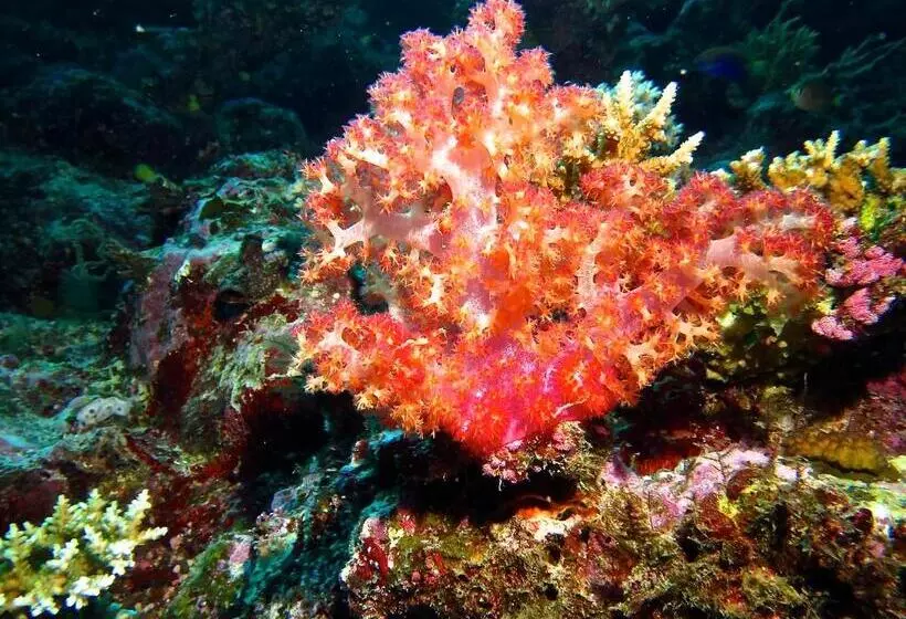 Taveuni Island Resort And Spa