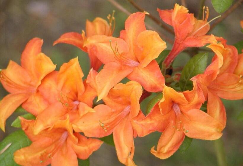 Gästehaus Pension Heß   Das Kleine