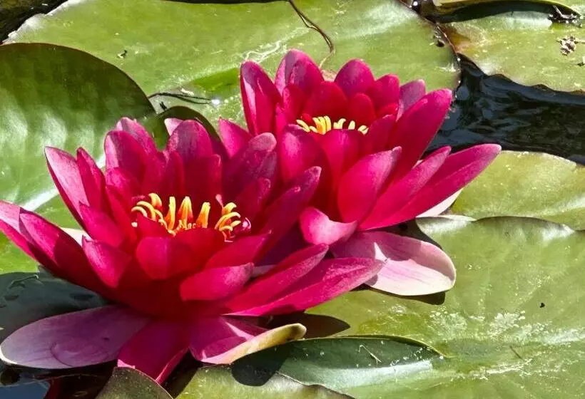 בית מלון כפרי & Restaurant Zum Kap Arkona