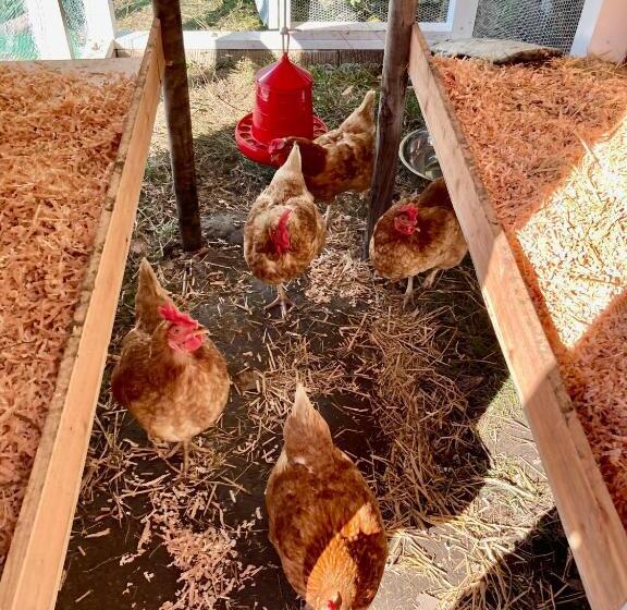 بنسيون 犬と泊まれる平屋dog Friendly House 黄昏