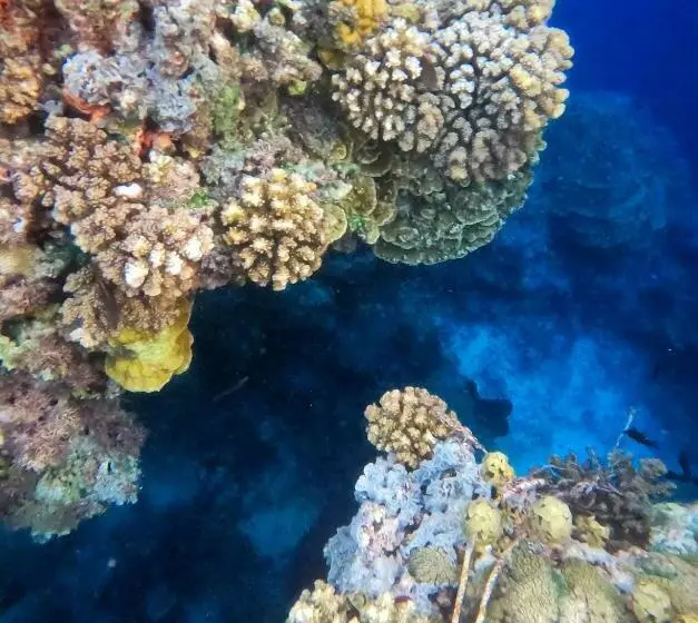 Reconnect   Private Island Resort & Dive Center Togean   Buka Buka Island