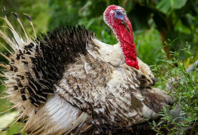 Cabaña Fonda Las Nanas