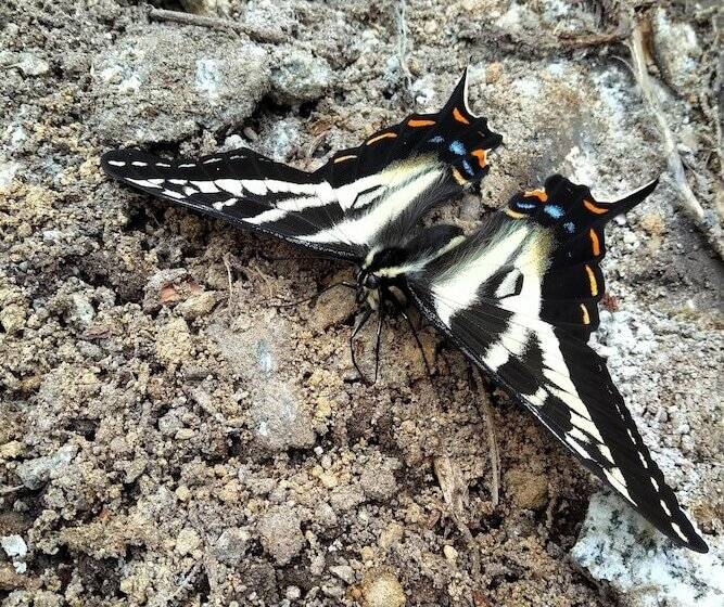 Panzió The Cabin At Moon Dance