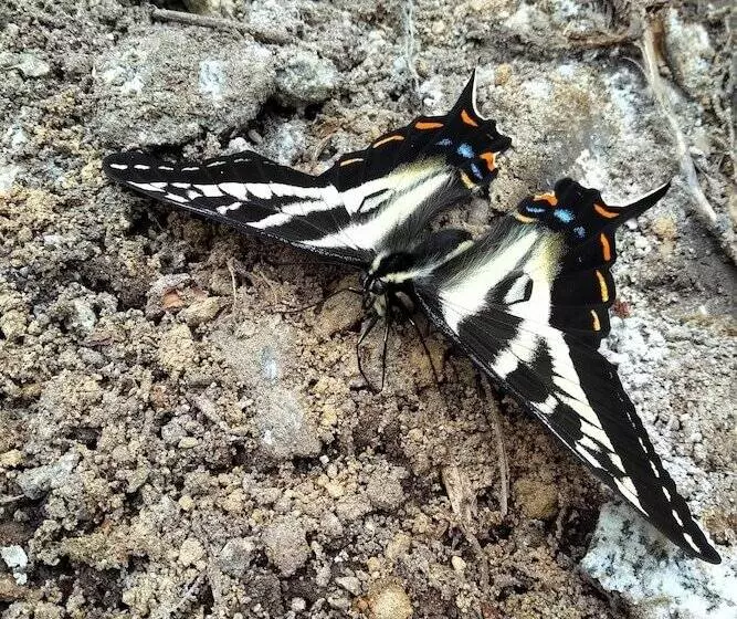 Majatalo The Cabin At Moon Dance