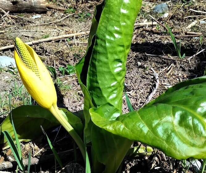Panzió The Cabin At Moon Dance