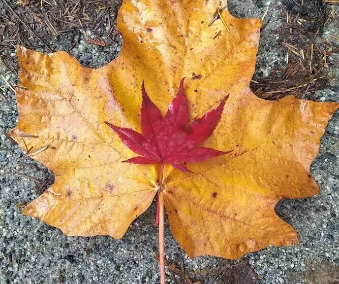 Majatalo The Cabin At Moon Dance