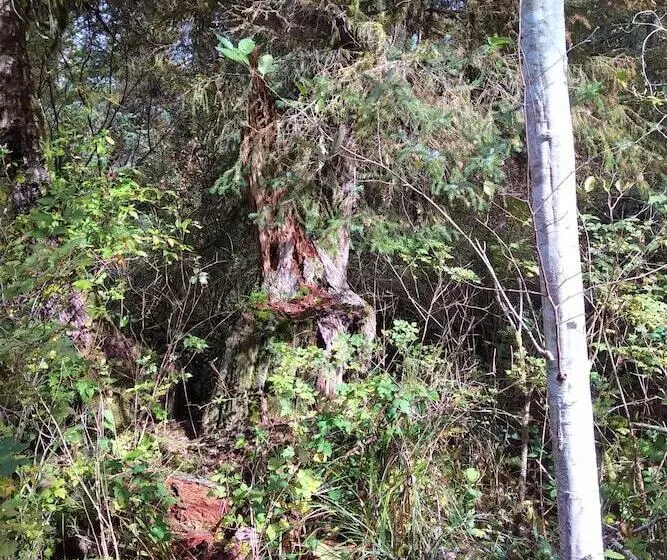 Majatalo The Cabin At Moon Dance