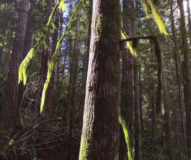 Panzió The Cabin At Moon Dance