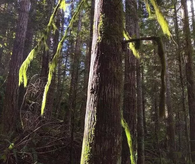 Majatalo The Cabin At Moon Dance