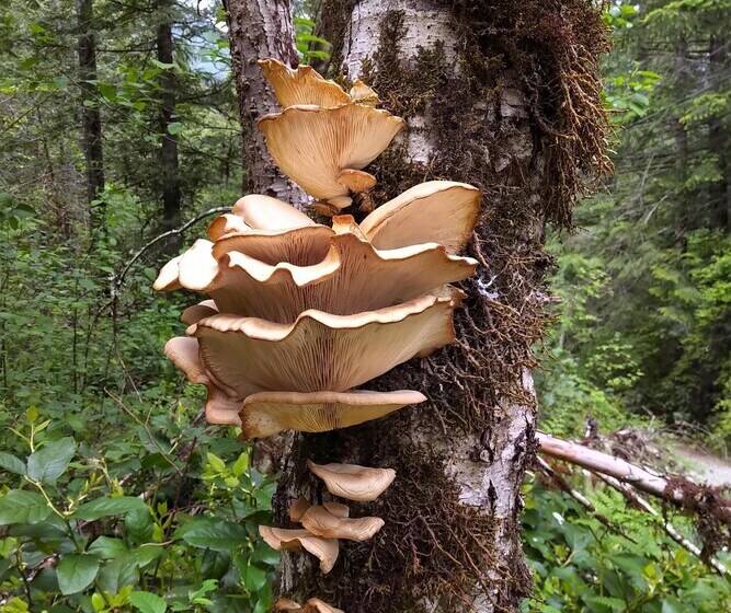 Panzió The Cabin At Moon Dance