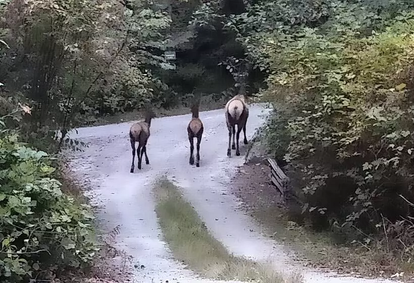 Majatalo The Cabin At Moon Dance