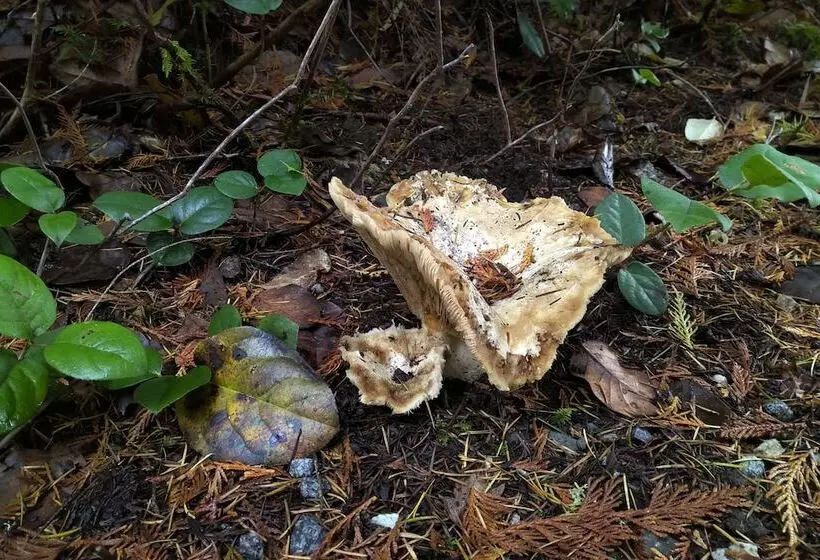 Majatalo The Cabin At Moon Dance