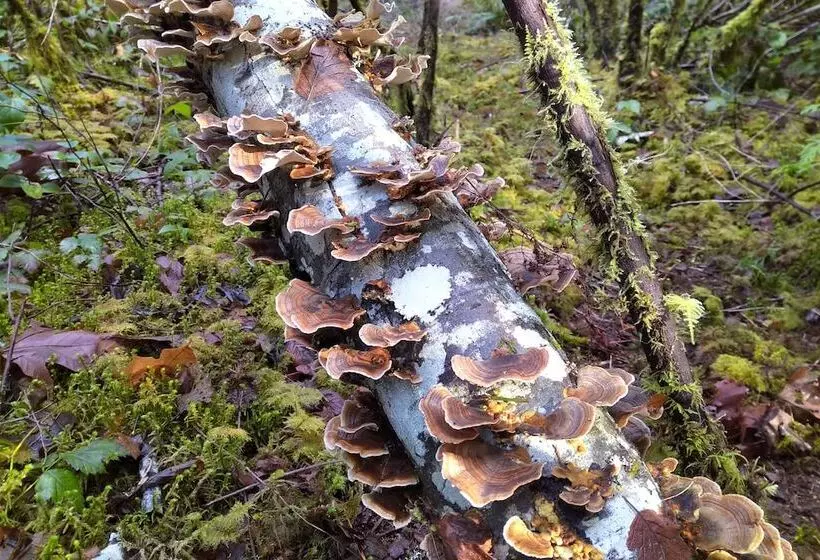 Majatalo The Cabin At Moon Dance