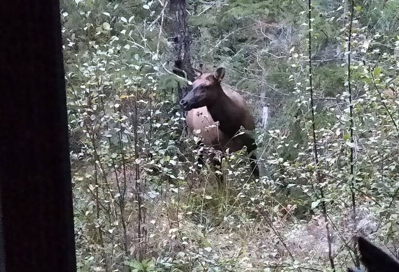 Panzió The Cabin At Moon Dance