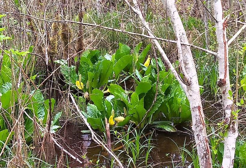 Panzió The Cabin At Moon Dance
