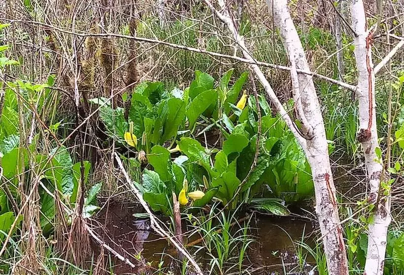 Majatalo The Cabin At Moon Dance