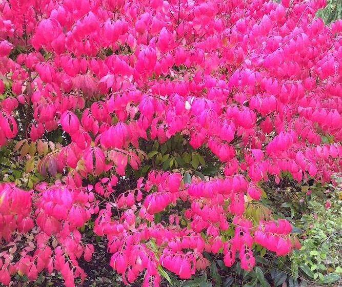 Panzió The Cabin At Moon Dance