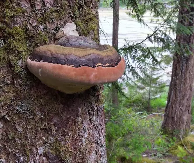 Majatalo The Cabin At Moon Dance