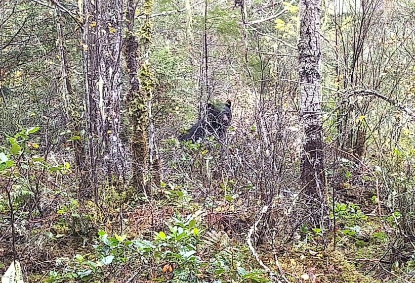 Panzió The Cabin At Moon Dance