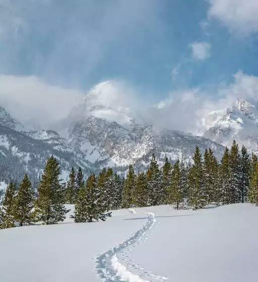 ホテル Teton Cabins