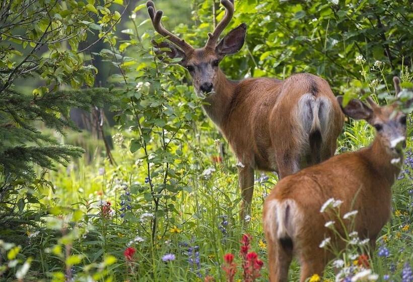 Woodhaven #19 By Bear Country