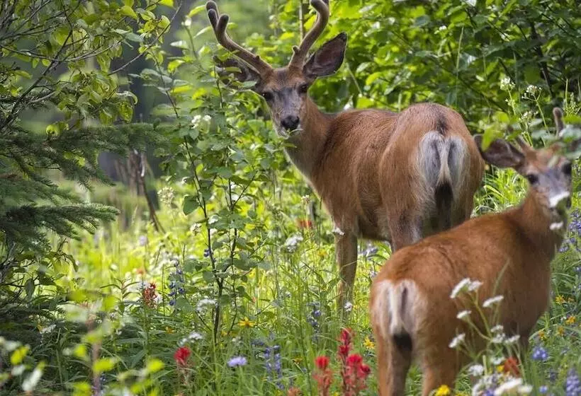 Woodhaven #19 By Bear Country