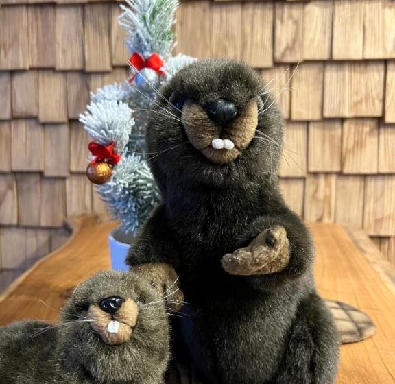 Castor Coquin Aubagne Cassis Aix En Provence