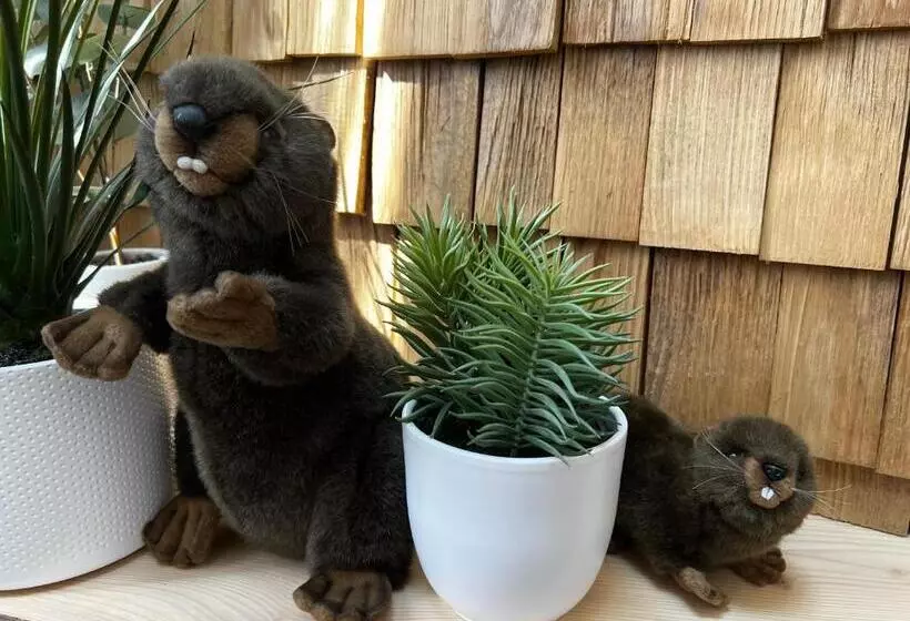 Castor Coquin Aubagne Cassis Aix En Provence