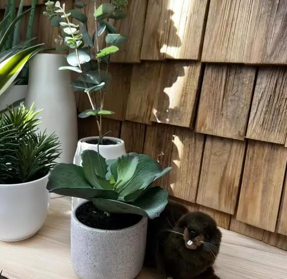 Castor Coquin Aubagne Cassis Aix En Provence