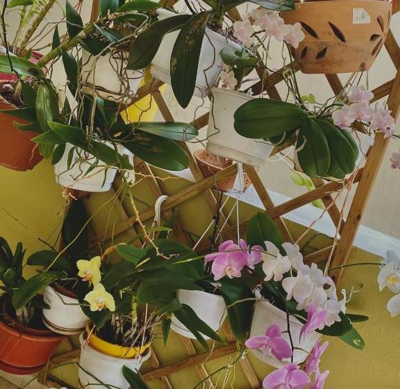 Maison Créole Authentique