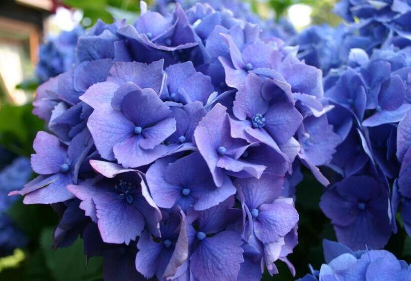 בית מלון כפרי & Spa Cacciatori