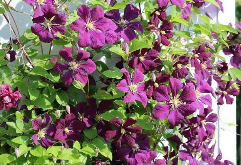 Fewo Johan   Ideal Für 1 2 Personen, Eigene Terrasse