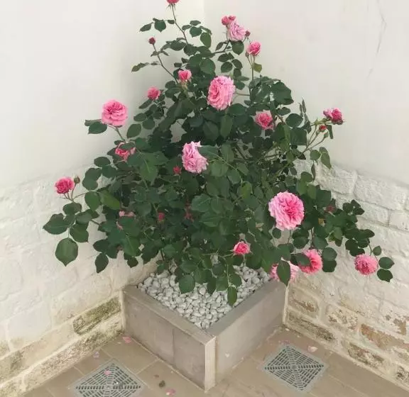 تختخواب و صبحانه Nido Di Pietra Dimora In Centro