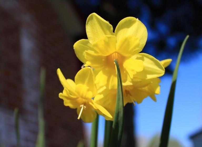 Les Insolites Du Brochet