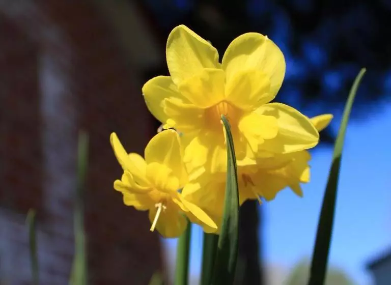 Les Insolites Du Brochet