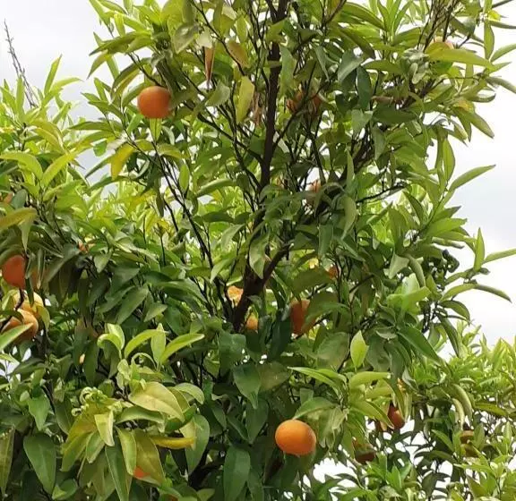 Villa Dos Santos   Gerês Country House