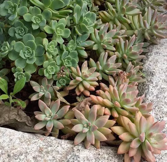 Villa Dos Santos   Gerês Country House