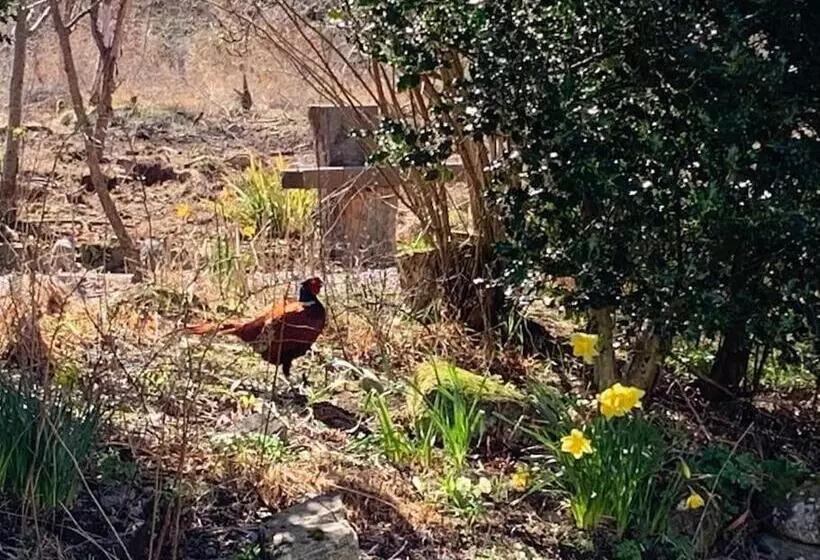 Cosy & Rustic Retreat   Woodland Cottage