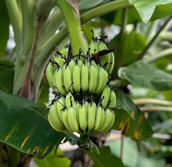 Majatalo Beach Jungle