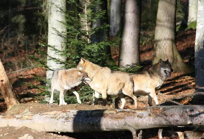 Отель Landgasthof Hohenauer Hof