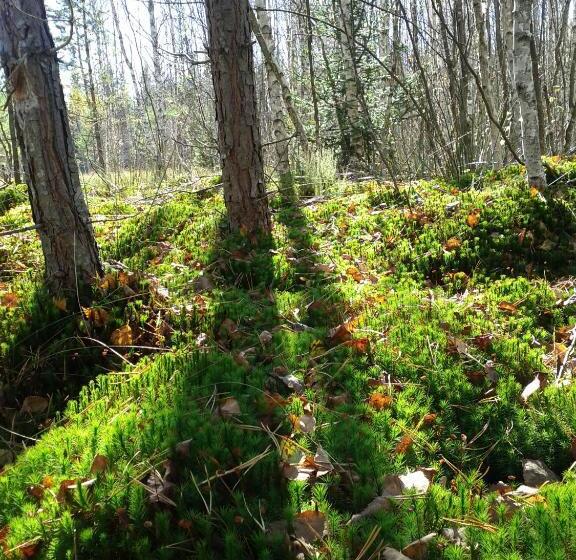 פנסיון Penzion U Studeného Potoka