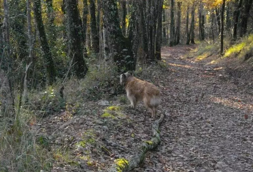 Les Hirondelles De Montsec