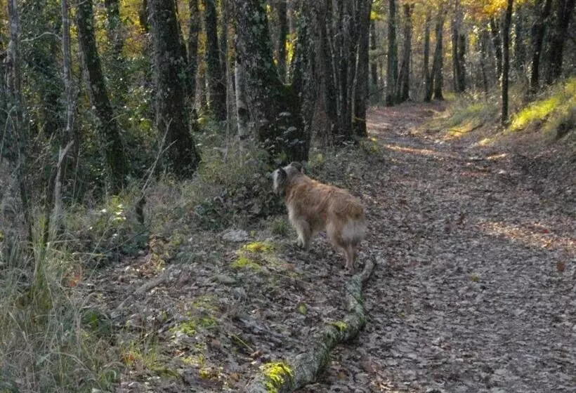 Les Hirondelles De Montsec