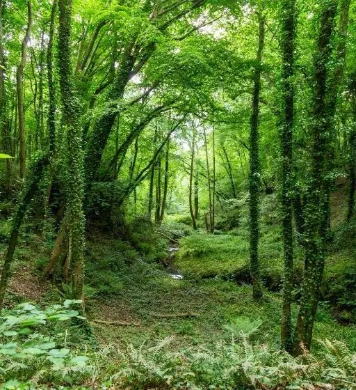 Beautiful 1 Bed Glamping Pod In Battle