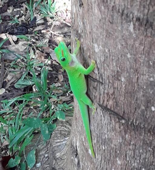 Superbe Studio Avec Varangue à 150 M De La Plage à La Saline Les Bains
