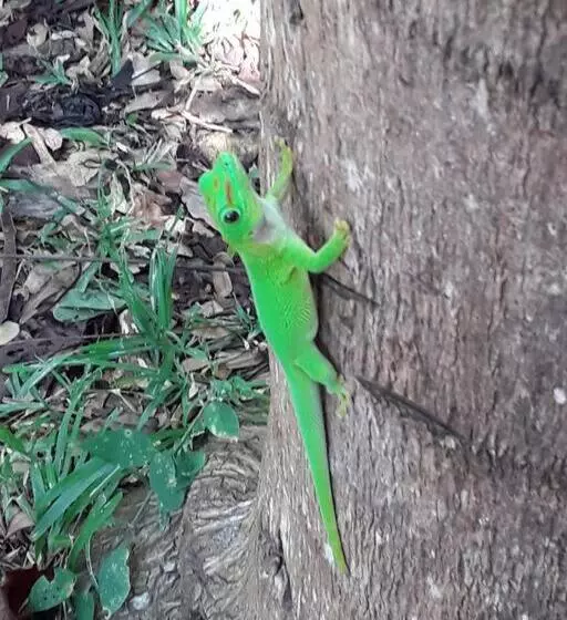Superbe Studio Avec Varangue à 150 M De La Plage à La Saline Les Bains
